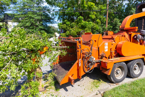 Tree Root Removal in Madera, CA